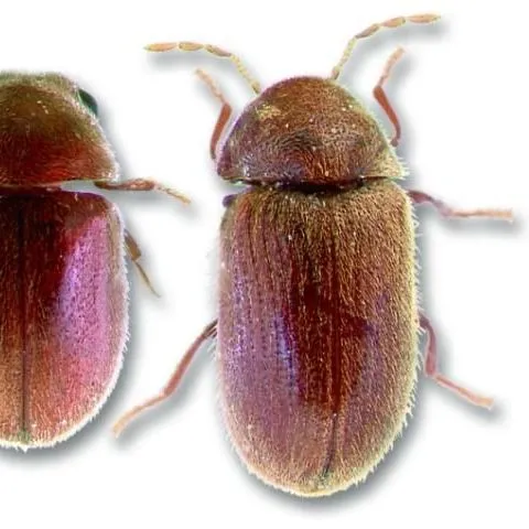 thumbnail for publication: Pantry and Stored Food Pests